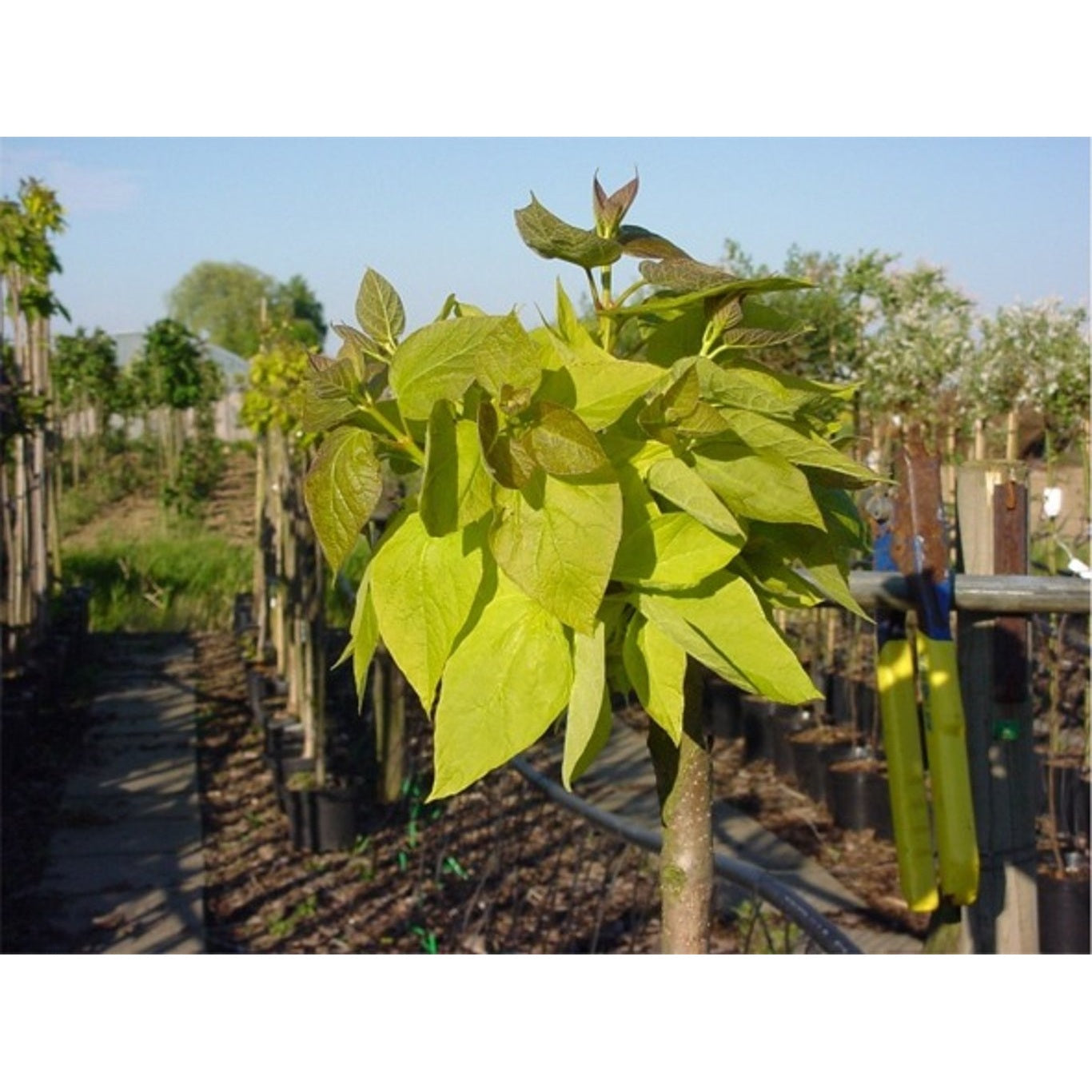 Trumpetträd – Catalpa bignonioides 'Aurea' - C15 6/8 180 CM Stem